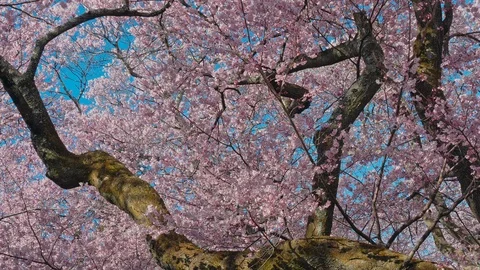 Cherry blossoms with blue sky in Nagano, Japan Stock Footage 106946897