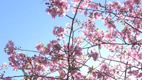 Cherry blossoms with blue sky. Pan shot of Sakura. 4K Stock Footage 161889427