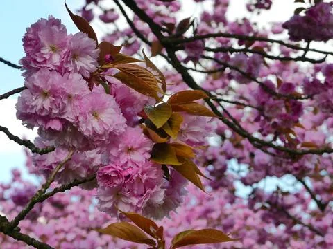 Cherry blossoms in a blue sky Stock Photos