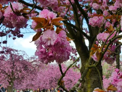 Cherry blossoms in a blue sky Stock Photos
