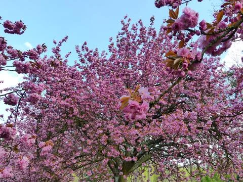 Cherry blossoms in a blue sky Stock Photos