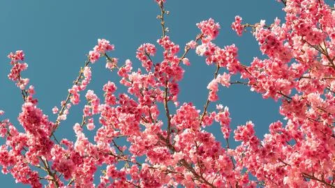 Cherry blossoms in the blue sky 스톡 사진