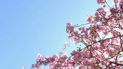 Cherry blossoms with blue sky. Sakura. Cerasus lannesiana Carrière. 4K Stock Footage 161889421