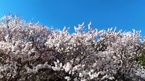 Cherry Blossoms | Blue Sky | Spring | Nature - 4K Aerial Video Stock Footage 333195516