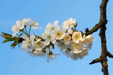 Cherry Blossoms on a blue sky. Spring floral background. Cherry flowers blo.. Stock Photos