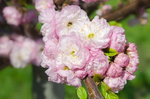 Cherry blossoms on blurred background Stock Photos
