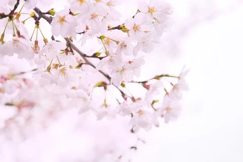 Cherry blossoms on blurred background Stock Photos