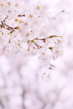 Cherry blossoms on blurred background Stock Photos