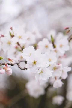 Cherry blossoms on blurred background Stock Photos