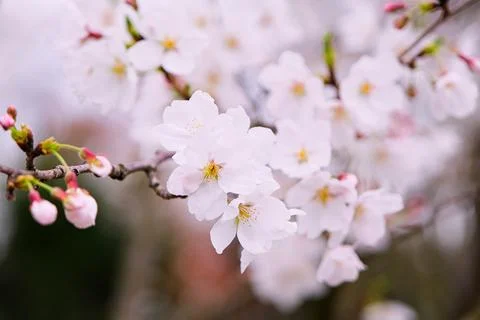 Cherry blossoms on blurred background Stock Photos