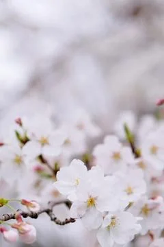 Cherry blossoms on blurred background Stock Photos