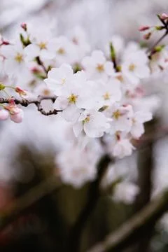 Cherry blossoms on blurred background Stock Photos