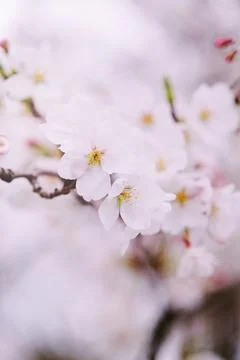 Cherry blossoms on blurred background Stock Photos