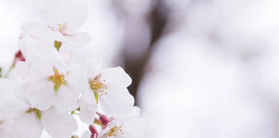 Cherry blossoms on blurred background Stock Photos