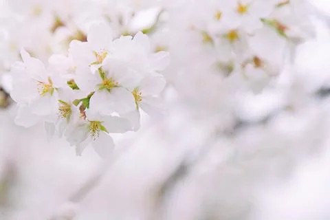 Cherry blossoms on blurred background Stock Photos