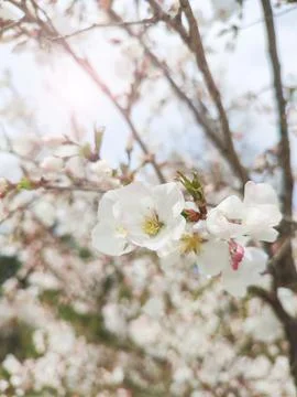 Cherry blossoms on blurred background Stock Photos