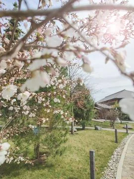 Cherry blossoms on blurred background Stock Photos