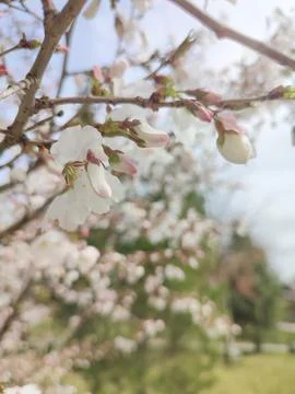 Cherry blossoms on blurred background Stock Photos
