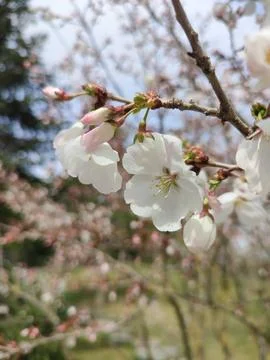 Cherry blossoms on blurred background Stock Photos