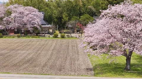 Cherry Blossoms Bordering Rural Field Near Traditional Temple in Kameoka Stock Footage 340878012