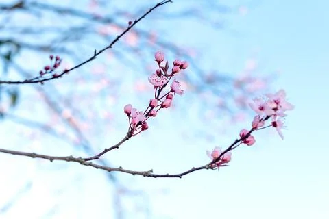 Cherry blossoms branch with blurred blu sky in background during springtime Stock Photos
