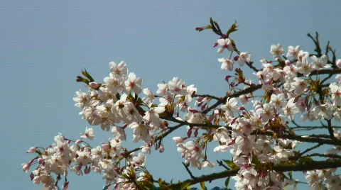 Cherry blossoms on a branch Stock Footage 364342