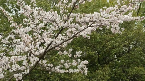Cherry blossoms branch Stock Footage 173859411