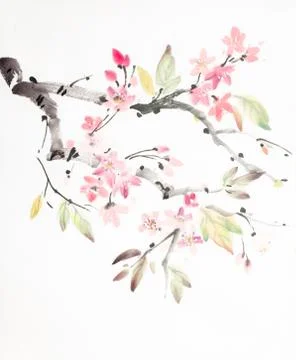 Cherry blossoms branch Stock Illustration