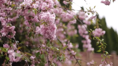 Cherry blossoms on a branch sway in the wind Stock Footage 243723681