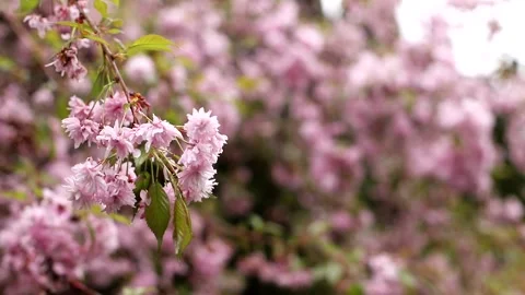Cherry blossoms on a branch sway in the wind Stock Footage 243723721
