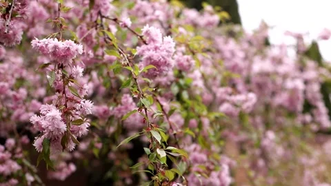 Cherry blossoms on a branch sway in the wind Stock Footage 243723785