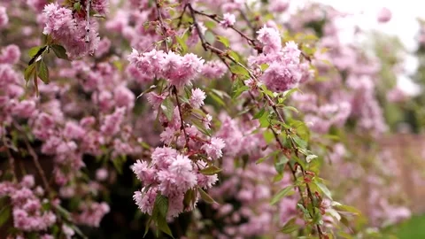 Cherry blossoms on a branch sway in the wind Stock Footage 243723789