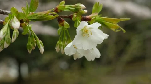 Cherry Blossoms Branch Tip Stock Footage 173859954