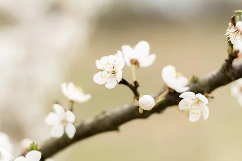 Cherry blossoms on branches, delicate white flowers.... cherry blossoms on br Foto stock