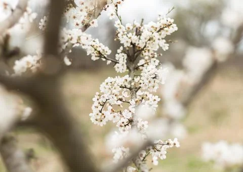 Cherry blossoms on branches, delicate white flowers.... cherry blossoms on br Stock Photos
