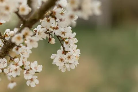 Cherry blossoms on branches, delicate white flowers.... cherry blossoms on br Stock Photos