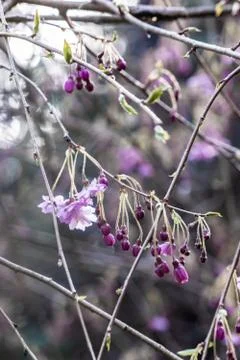 Cherry blossoms off of branches Stock Photos