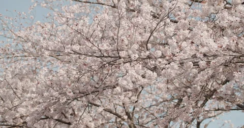Cherry blossoms branches swaying in the wind in Tokyo 動画素材 314500433