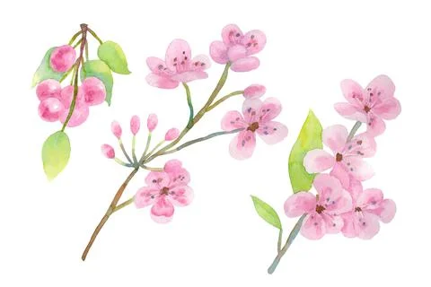 Cherry blossoms with buds, cherry berries isolated on a white background. Stock Illustration