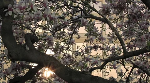 CHERRY-BLOSSOMS-BUILDING-BG Stock Footage 946971