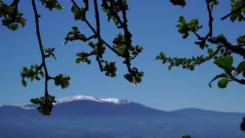 Cherry blossoms with bumblebee and insects - snow covered mountain in background Stock Footage 168411081