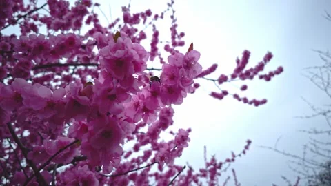 Cherry Blossoms with Bumblebee – Spring Nature Close-Up Stock Footage 304989724