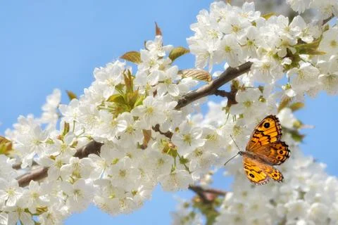 Cherry blossoms with butterfly Stock Photos