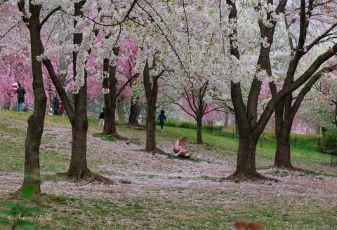  cherry blossoms canopy Foto stock