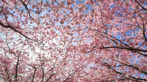 Cherry blossoms canopy with the sun Stock Footage