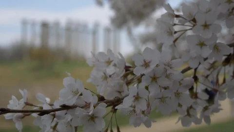 Cherry blossoms to Capitol columns1 - rack focus 4K Видео 105878569