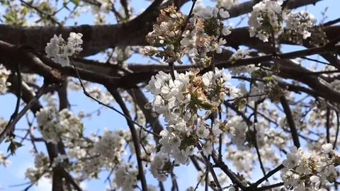 Cherry blossoms captured blooming and immortalized in windy weather Stock Footage 186747901