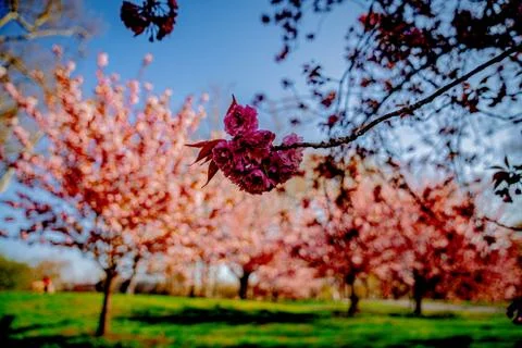 Cherry Blossoms Central Park Stock Photos
