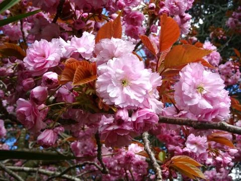 Cherry Blossoms On The Cherry Blossom Tree Stock Photos