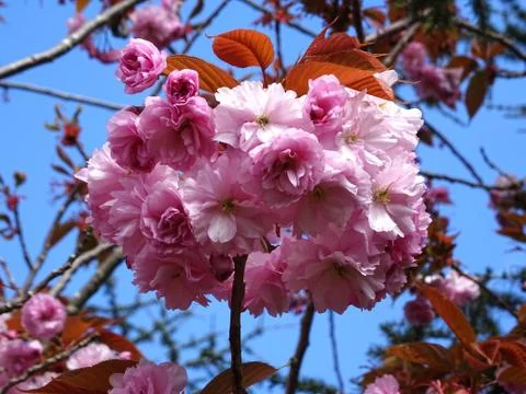 Cherry Blossoms On The Cherry Blossom Tree Stock Photos